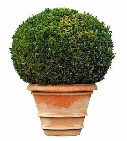 Large boxwood isolated against a white background Stock Photo - Budget Royalty-Free & Subscription, Code: 400-05730102
