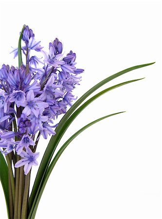 Bluebell flowers in a bunch isolated over white background. Stock Photo - Budget Royalty-Free & Subscription, Code: 400-05730166