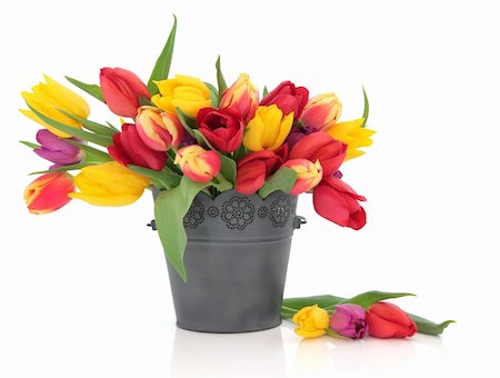 simsearch:400-06356460,k - Tulip flowers in red, yellow, purple and striped in an old metal bucket and scattered isolated over white background. Foto de stock - Super Valor sin royalties y Suscripción, Código: 400-05730184