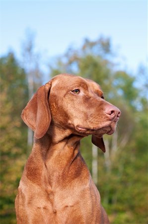 simsearch:400-04271926,k - A vizsla dog sits in front of trees covered with autumn leaves. Stock Photo - Budget Royalty-Free & Subscription, Code: 400-05730266