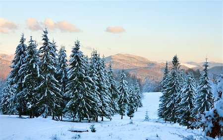 simsearch:400-04319458,k - winter sunset mountain landscape with rime and snow covered spruce trees  (Carpathian, Ukraine) Stock Photo - Budget Royalty-Free & Subscription, Code: 400-05730599