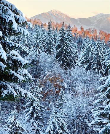 simsearch:400-04319458,k - winter sunset mountain landscape with rime and snow covered spruce trees  (Carpathian, Ukraine) Stock Photo - Budget Royalty-Free & Subscription, Code: 400-05730600