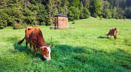 simsearch:400-05730584,k - Haystack and cows on summer morning mountainside (Carpathian, Ukraine) Stock Photo - Budget Royalty-Free & Subscription, Code: 400-05730616