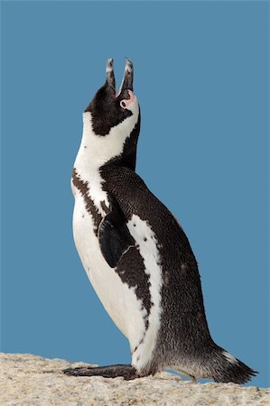 African penguin (Spheniscus demersus) calling during the mating season, Boulders beach, South Africa Stock Photo - Budget Royalty-Free & Subscription, Code: 400-05730651