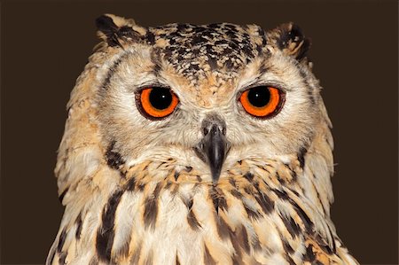 Close-up portrait of a Bengal eagle owl (Bubo bubo bengalensis) Foto de stock - Super Valor sin royalties y Suscripción, Código: 400-05730665