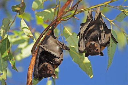 Black flying-foxes (Pteropus alecto) hanging in a tree, Kakadu National Park, Northern territory, Australia Stock Photo - Budget Royalty-Free & Subscription, Code: 400-05730667