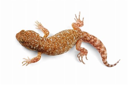 simsearch:400-03934181,k - An African common barking gecko (Ptenopus garrulus) on white Stock Photo - Budget Royalty-Free & Subscription, Code: 400-05730692