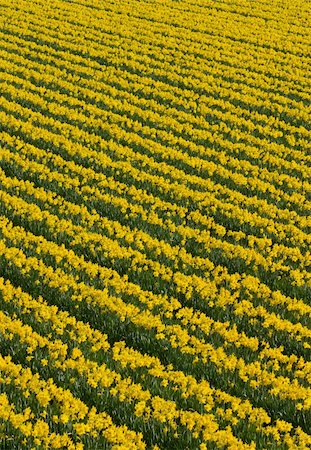 field of daffodil pictures - Lots of rows of yellow daffodil flowers in a field. Stock Photo - Budget Royalty-Free & Subscription, Code: 400-05730797