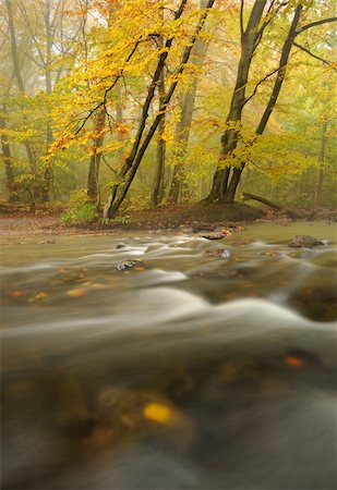 people with forest background - River through a forest a misty autumn day Stock Photo - Budget Royalty-Free & Subscription, Code: 400-05730825