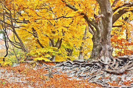 simsearch:400-04066755,k - An image of a beautiful yellow autumn forest Foto de stock - Royalty-Free Super Valor e Assinatura, Número: 400-05730859