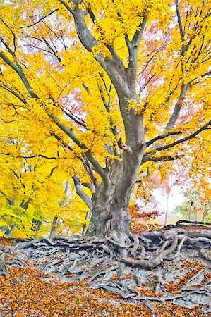 An image of a beautiful yellow autumn forest Stock Photo - Budget Royalty-Free & Subscription, Code: 400-05730860