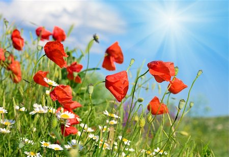 Summer beautiful red poppy and white camomile flowers on blue sky with sunshine background Foto de stock - Super Valor sin royalties y Suscripción, Código: 400-05731006