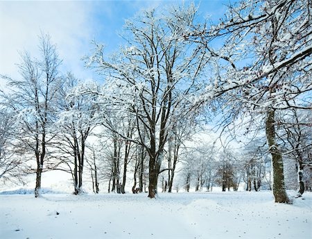 simsearch:400-05719597,k - October mountain beech forest with first winter snow and last autumn leaves over. Stock Photo - Budget Royalty-Free & Subscription, Code: 400-05731012