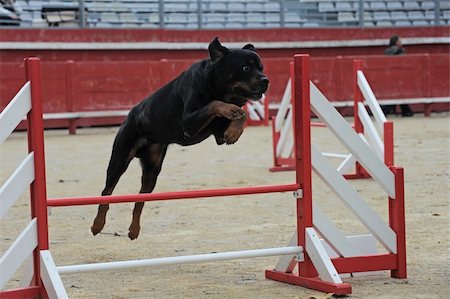 simsearch:400-06881275,k - purebred rottweiler jumping in a competition of agility Photographie de stock - Aubaine LD & Abonnement, Code: 400-05731179