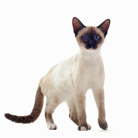 simsearch:400-04384805,k - beautiful purebred siamese kitten in front of white background Foto de stock - Super Valor sin royalties y Suscripción, Código: 400-05731171