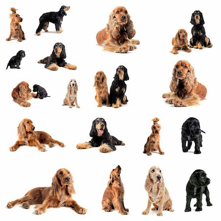 simsearch:400-06067706,k - portrait of a  group of purebred cocker spaniel in a studio Foto de stock - Super Valor sin royalties y Suscripción, Código: 400-05731182