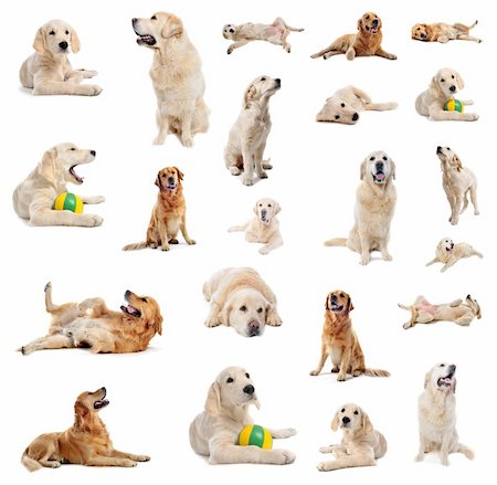 group of purebred golden retriever and puppy  in front of a white background Stock Photo - Budget Royalty-Free & Subscription, Code: 400-05731183