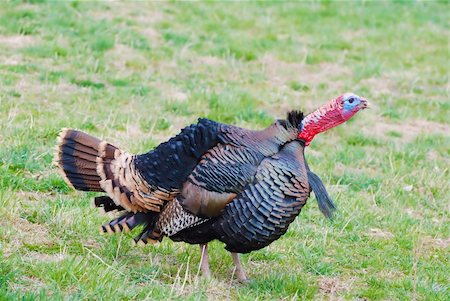 Wild American Tom Turkey posturing with blue gace and red wattle. Stock Photo - Budget Royalty-Free & Subscription, Code: 400-05731328