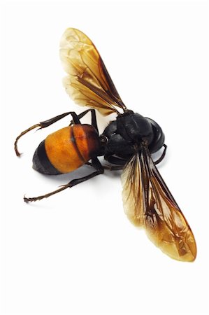 Close up of dead hornet lying on white background Foto de stock - Royalty-Free Super Valor e Assinatura, Número: 400-05731525
