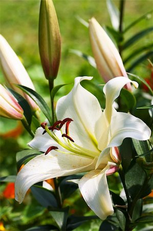 simsearch:400-05883363,k - Big opened lily and closed lilies in a garden Photographie de stock - Aubaine LD & Abonnement, Code: 400-05731590