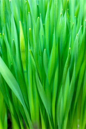 simsearch:400-05731622,k - Background with fresh green grass Stock Photo - Budget Royalty-Free & Subscription, Code: 400-05731623