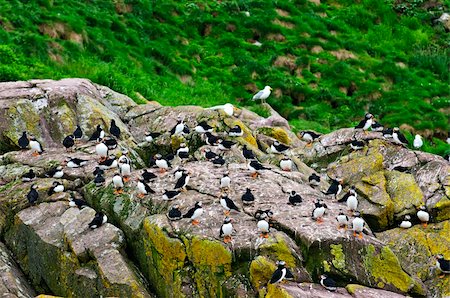 Puffin birds on rocky island in Newfoundland, Canada Stockbilder - Microstock & Abonnement, Bildnummer: 400-05731749