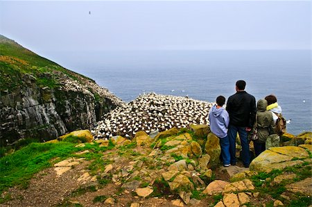 simsearch:400-05677109,k - Family watching northern gannets at Cape St. Mary's Ecological Bird Sanctuary in Newfoundland, Canada Stock Photo - Budget Royalty-Free & Subscription, Code: 400-05731767