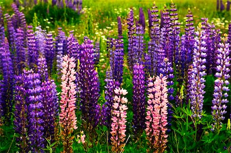 Purple and pink garden lupin wild flowers in Newfoundland Stock Photo - Budget Royalty-Free & Subscription, Code: 400-05731762