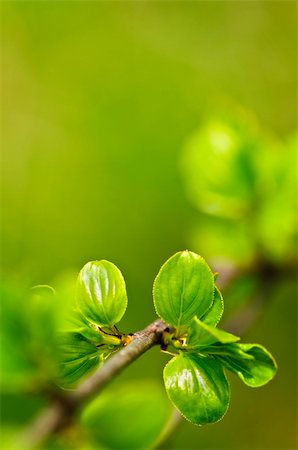 Green spring leaves budding new life in clean environment Stock Photo - Budget Royalty-Free & Subscription, Code: 400-05731779