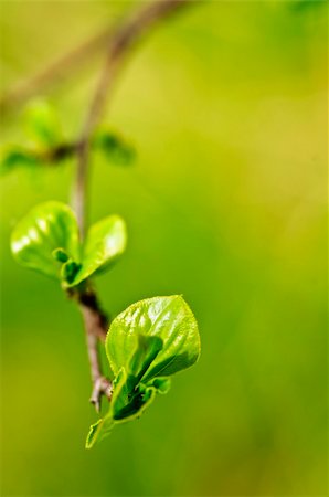 Green spring leaves budding new life in clean environment Stock Photo - Budget Royalty-Free & Subscription, Code: 400-05731780