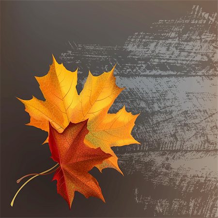 Autumn maple leafs on gray wooden texture surface. Stock Photo - Budget Royalty-Free & Subscription, Code: 400-05732147