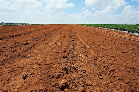 furrow rows - Prepare Beds for Planting Strawberries in Israel Stock Photo - Budget Royalty-Free & Subscription, Code: 400-05732219