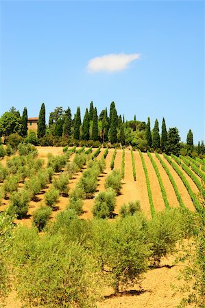 simsearch:400-06141966,k - Hill of Tuscany with Vineyard and Olive Plantation in the Chianti Region Foto de stock - Royalty-Free Super Valor e Assinatura, Número: 400-05732244