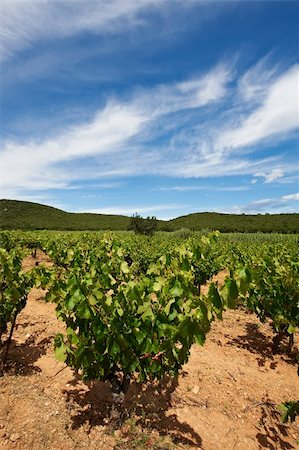 simsearch:400-06177113,k - Young Vineyard in Southern France, Region Rhone-Alpes Foto de stock - Royalty-Free Super Valor e Assinatura, Número: 400-05732269