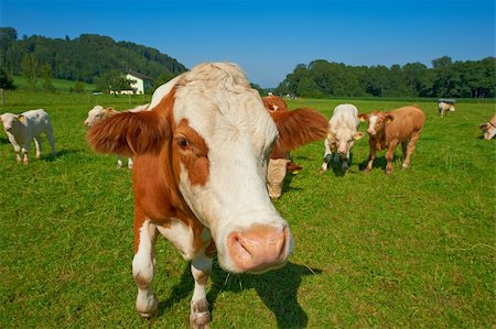 simsearch:400-07211148,k - Curious Cows Grazing on Pasture in Southern Bavaria, Germany Fotografie stock - Microstock e Abbonamento, Codice: 400-05732314