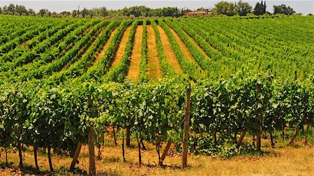 simsearch:851-02960837,k - Hill Of Tuscany With Vineyard In The Chianti Region Stock Photo - Budget Royalty-Free & Subscription, Code: 400-05732365