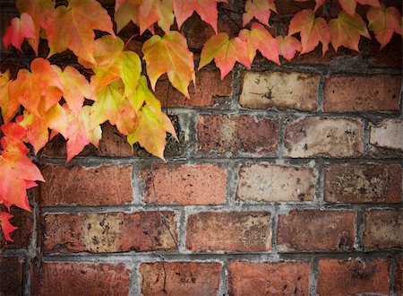 Poison ivy in autumn. Background Coloful ivy leaves over old brick wall with copyspace. Stock Photo - Budget Royalty-Free & Subscription, Code: 400-05732422