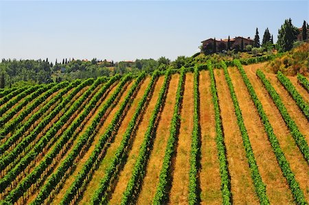 Hill Of Tuscany With Vineyard In The Chianti Region Stock Photo - Budget Royalty-Free & Subscription, Code: 400-05732478
