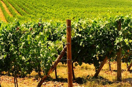 simsearch:400-06141966,k - Hill Of Tuscany With Vineyard In The Chianti Region Foto de stock - Royalty-Free Super Valor e Assinatura, Número: 400-05732484