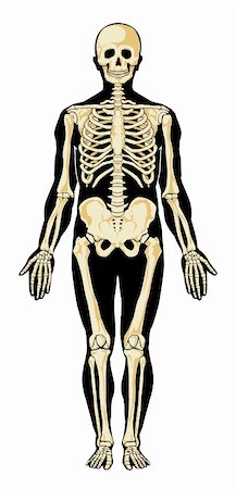 pains at the head bone - Human skeleton in separate layers. Vector illustration Stock Photo - Budget Royalty-Free & Subscription, Code: 400-05732544