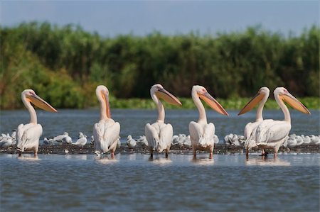 pélican - a group of pelicans in the Danube Delta, Romania Photographie de stock - Aubaine LD & Abonnement, Code: 400-05732572