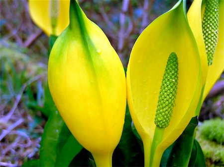 skunk cabbage - Bright yellow blossoms of Skunk Cabbage growing in a swampy marsh. Stock Photo - Budget Royalty-Free & Subscription, Code: 400-05732583