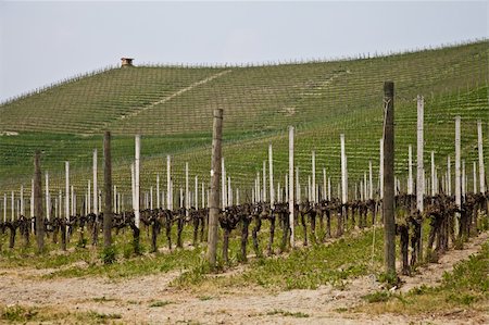 Barbera vineyard during spring season, Monferrato area, Piedmont region, Italy Stock Photo - Budget Royalty-Free & Subscription, Code: 400-05732886
