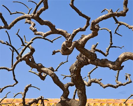 The leafless, gnarly branches of an ornamental tree in front of the gates to the People's Culture Palace (aka Taimiao Ancestral Palace) twist upwards into a pattern that fills the sky. Stock Photo - Budget Royalty-Free & Subscription, Code: 400-05732904