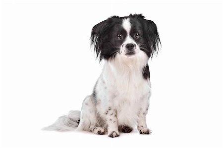 simsearch:400-08318823,k - mixed breed dog in front of a white background Foto de stock - Royalty-Free Super Valor e Assinatura, Número: 400-05732920