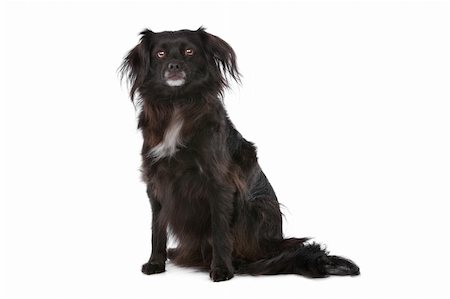 simsearch:400-08318823,k - mixed breed dog in front of a white background Foto de stock - Royalty-Free Super Valor e Assinatura, Número: 400-05732935