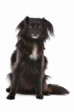 mixed breed dog in front of a white background Stock Photo - Budget Royalty-Free & Subscription, Code: 400-05732936