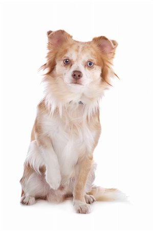 simsearch:400-05732957,k - Chihuahua in front of a white background Foto de stock - Royalty-Free Super Valor e Assinatura, Número: 400-05732932