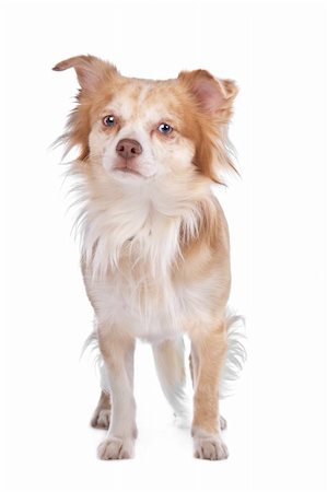 simsearch:400-05732957,k - Chihuahua in front of a white background Foto de stock - Royalty-Free Super Valor e Assinatura, Número: 400-05732933