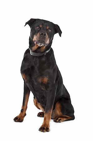 simsearch:400-05713947,k - rottweiler in front of a white background Stock Photo - Budget Royalty-Free & Subscription, Code: 400-05732940